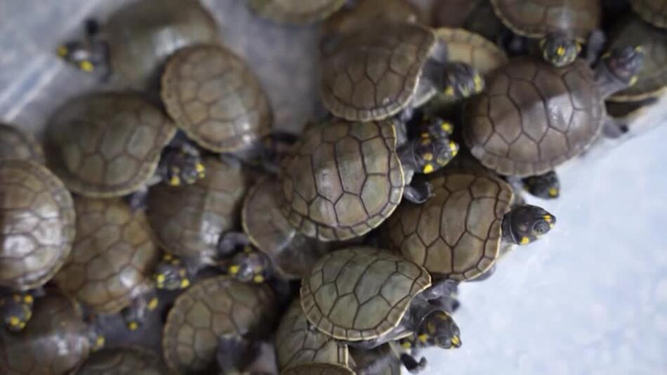 Peru: Behörden beschlagnahmen mehr als 160 seltene Schildkröten