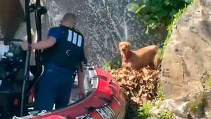 Vierbeiner auf Vorsprung: Feuerwehr rettet gestrandeten Hund am Potomac River
