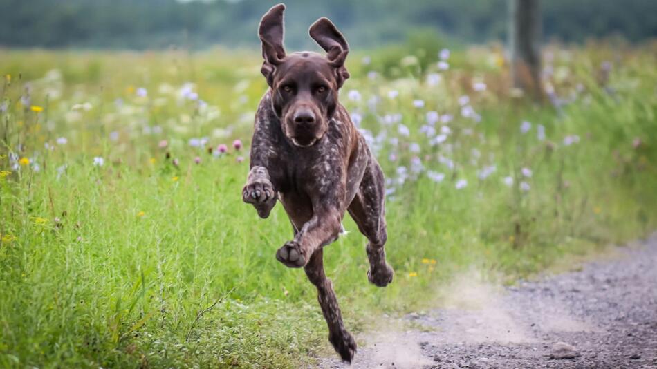 Soll Hundesteuer für Jagdhunde abgeschafft werden?