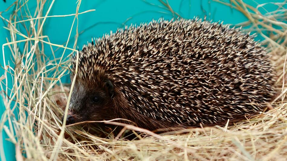 Igel im Tierpark