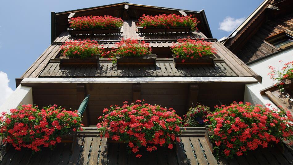 Blumenkästen künftig nur noch innen am Balkon erlaubt – was Eigentümer wissen müssen