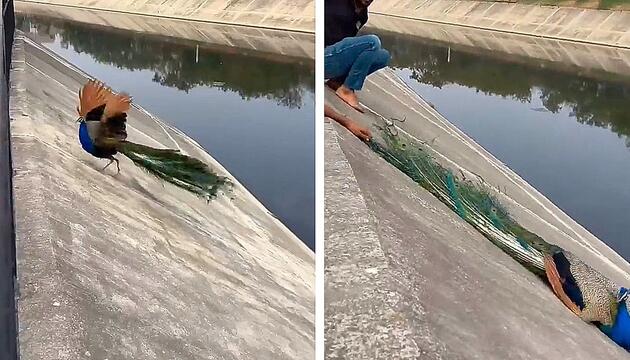 Pfau steckt in steilem Kanal fest – Männer retten Vogel