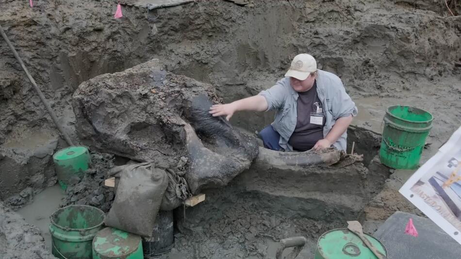 Erster gut erhaltener Mastodon-Schädel in Iowa entdeckt