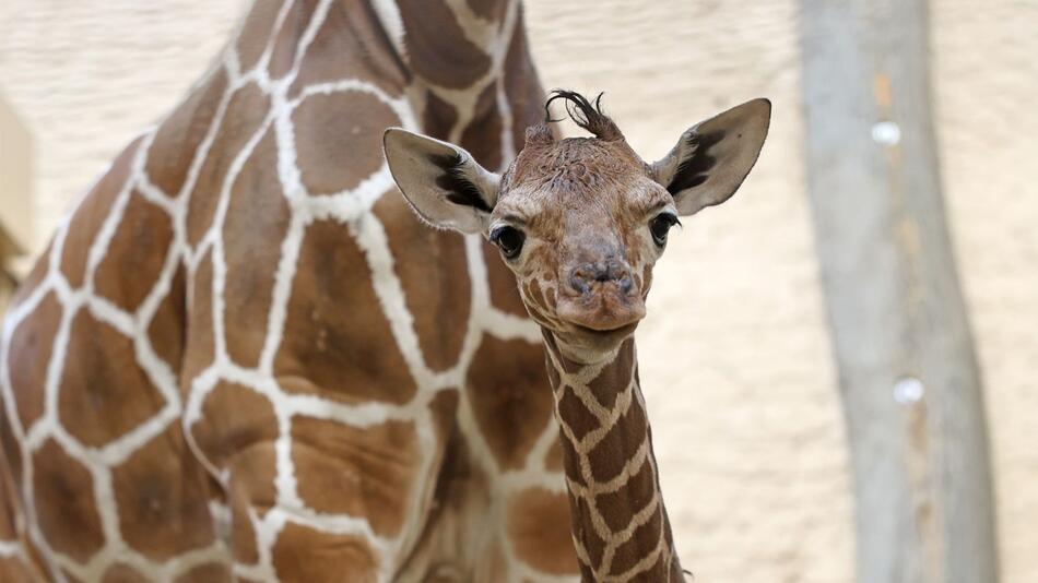 Giraffenbaby im Zoo Karlsruhe geboren