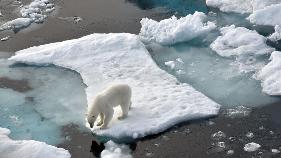 Eisbär auf einer Scholle