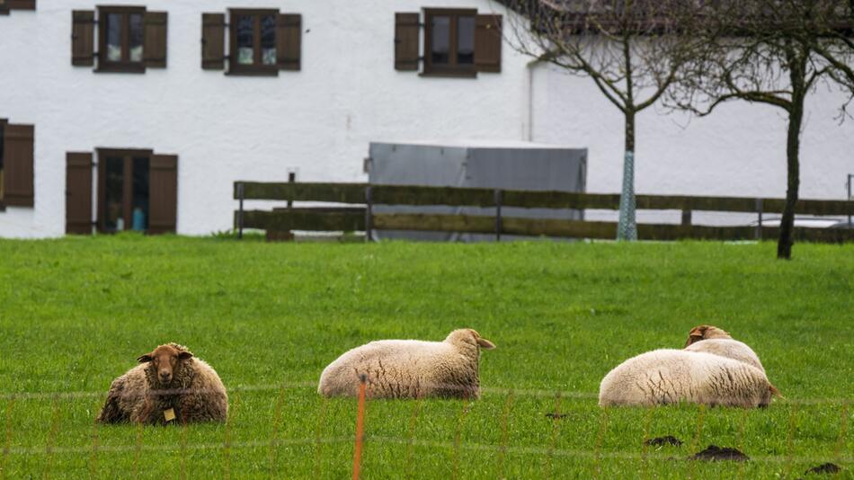 Schafe in Bayern