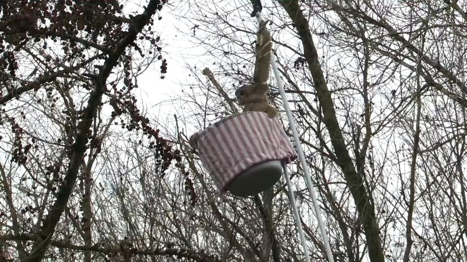 Tierische Rettung in Hamburg: Eule verfängt sich in Angelschnur