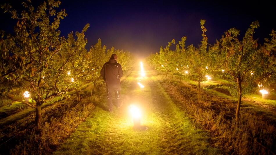 Obstbäume werden vor nächtlichem Frost geschützt