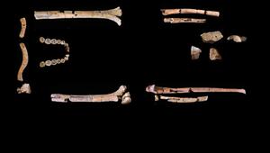 Skelett des Homo habilis