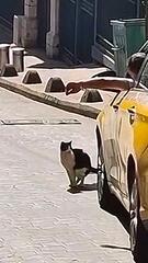 Geschäft auf der Straße: Katze stoppt Verkehr in Istanbul