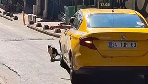 Geschäft auf der Straße: Katze stoppt Verkehr in Istanbul