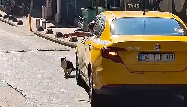 Geschäft auf der Straße: Katze stoppt Verkehr in Istanbul