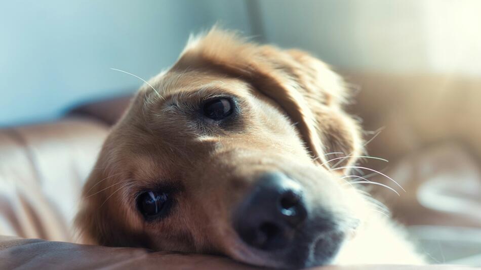 Tierarzt weigert sich dementen Hund einzuschläfern