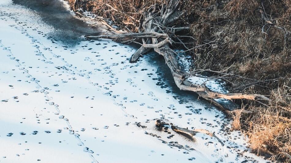 Tierspuren im Schnee – wer steckt dahinter?