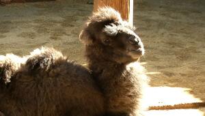 Kuscheliger Nachwuchs: Tierpark Görlitz freut sich über Kamelbaby