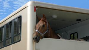 Pferdetransporte in Risikoregionen vermeiden.