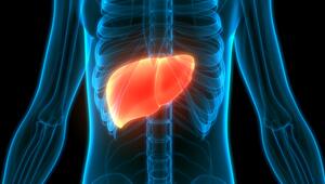 Darstellung einer Leber