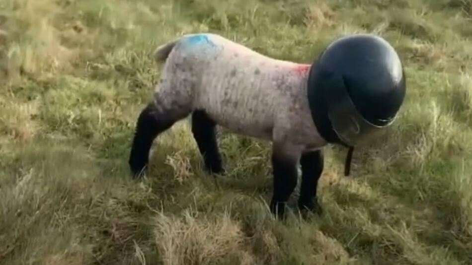 Lamm mit Motorradhelm