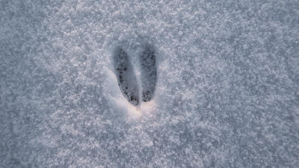 Rehspur im Schnee