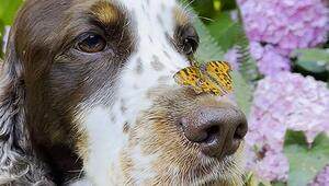 Schmetterling landet auf Hundenase – Vierbeiner bleibt cool