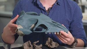 „Tennisball-Augen“ und scharfe Zähne: Neue prähistorische Walart in Australien entdeckt
