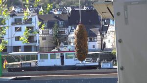 500-Kilo-Weltkriegsbombe in Koblenz - Entschärfung mit Baggerschiff