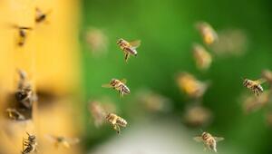 Ein Bienenschwarm fliegt gegen eine Hauswand.