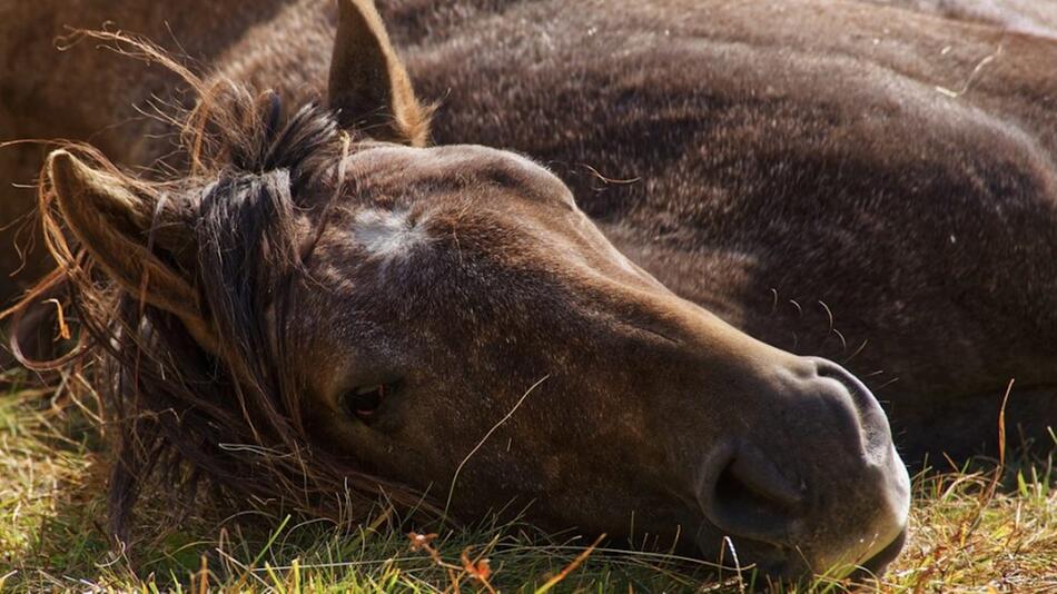 Ein Pferd in Redefin starb wohl durch Hundeangriff