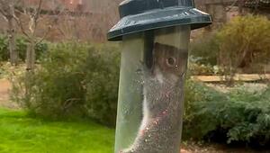 „Eichhörnchensicherer“ Futterspender wird für Nager zur Falle