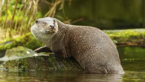 Ein Otter steigt auf einen mit Moos überzogenen Stein im Wasser.