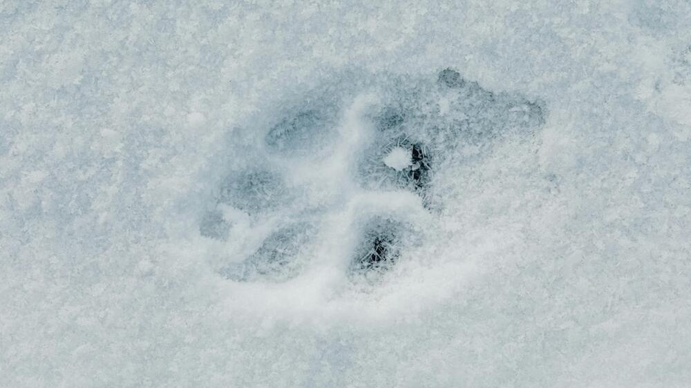 Fuchsspur im Schnee