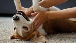 Korrektur! Warum Hunde den Bauch zeigen