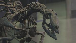 Flinker Pflanzenfresser: Forscher entdecken neue Dino-Art