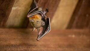 Fledermaus
