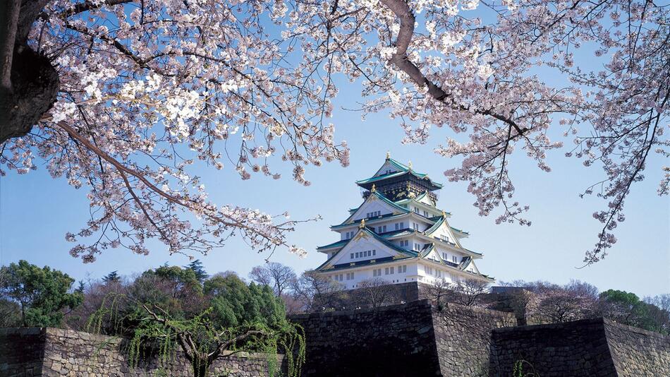Kirschblüte in Osaka mit Burg im Hintergrund