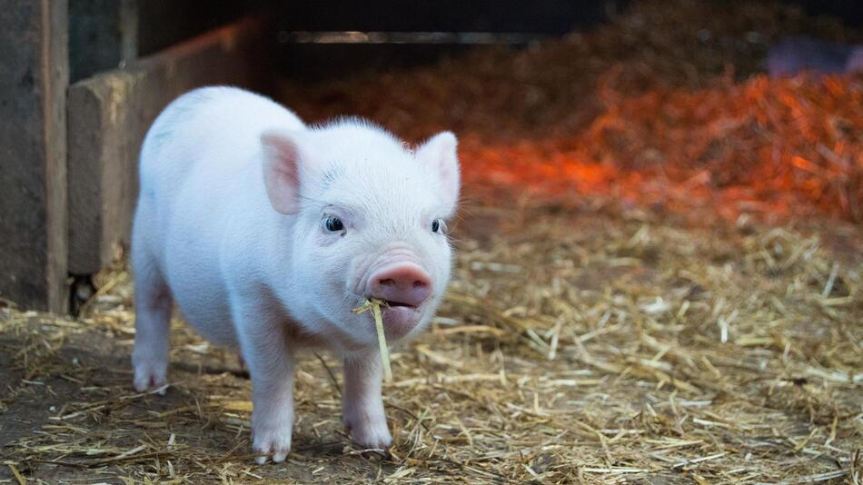 Zu dünnes Schweinchen landete es im Müll.