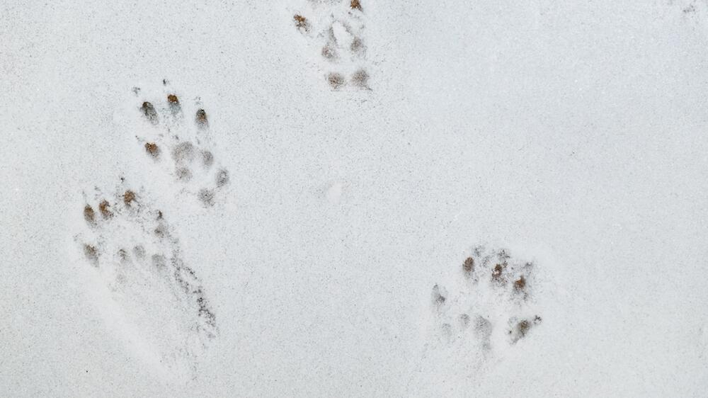 Eichhörnchen im Schnee