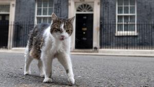 Kater Larry in der Downing Street 10
