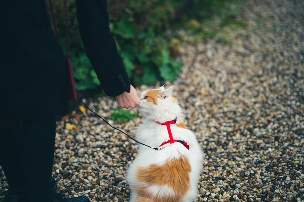 Clickertraining ist eine Erziehungsmethode.