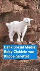 Dank Social Media: Baby-Zicklein von Klippe gerettet