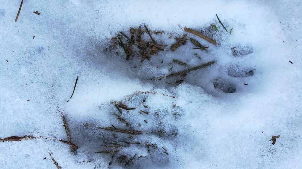 Waschbärspuren im Schnee