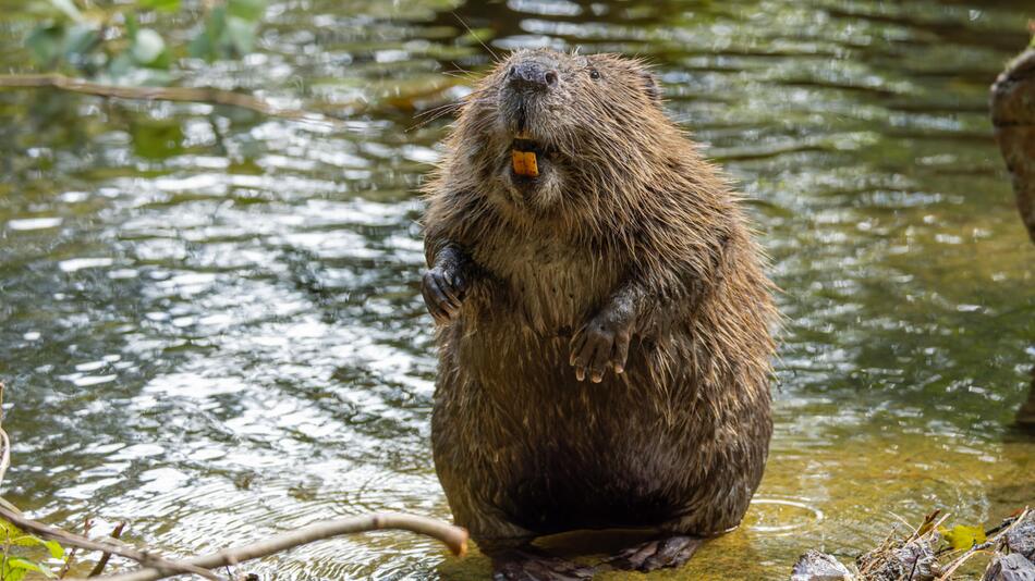 Eurasischer Biber steht im Wasser