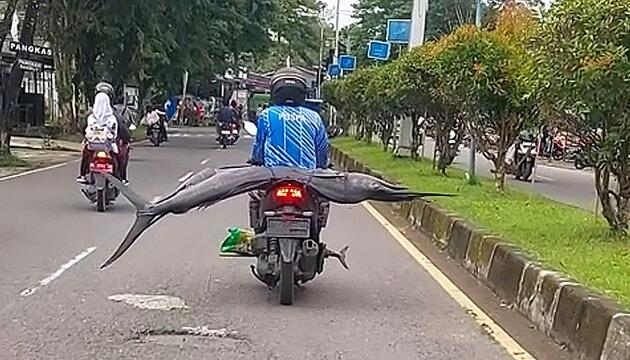 Marlin auf dem Rücksitz: Rollerfahrer transportiert Riesenfisch