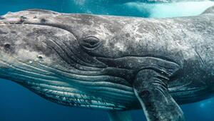 Nahaufnahme eines Buckelwals