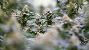 Medizinisches Cannabis