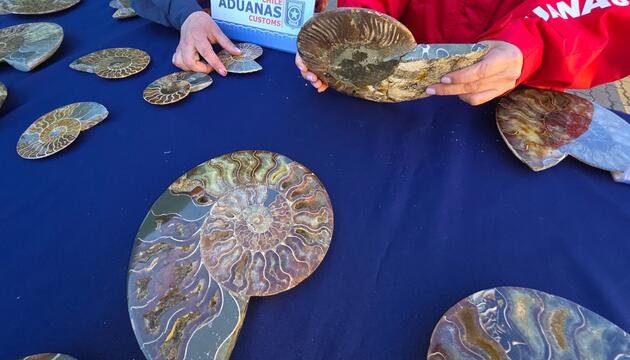 Fossilienschmuggel in Chile