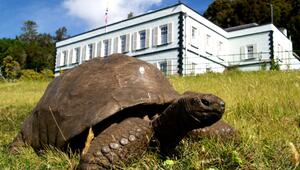 Riesenschildkröte Jonathan