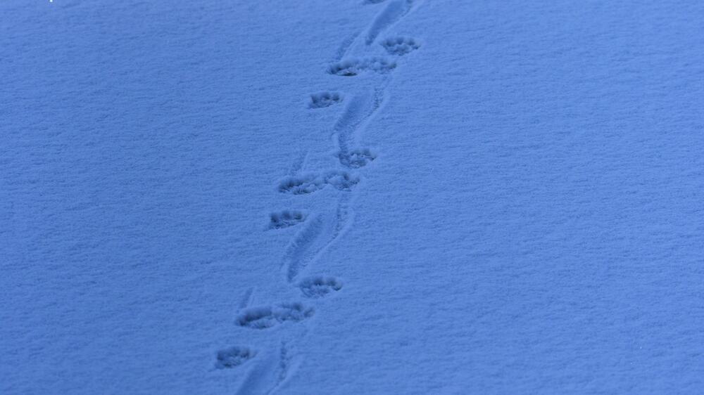 Fischotterspuren im Schnee