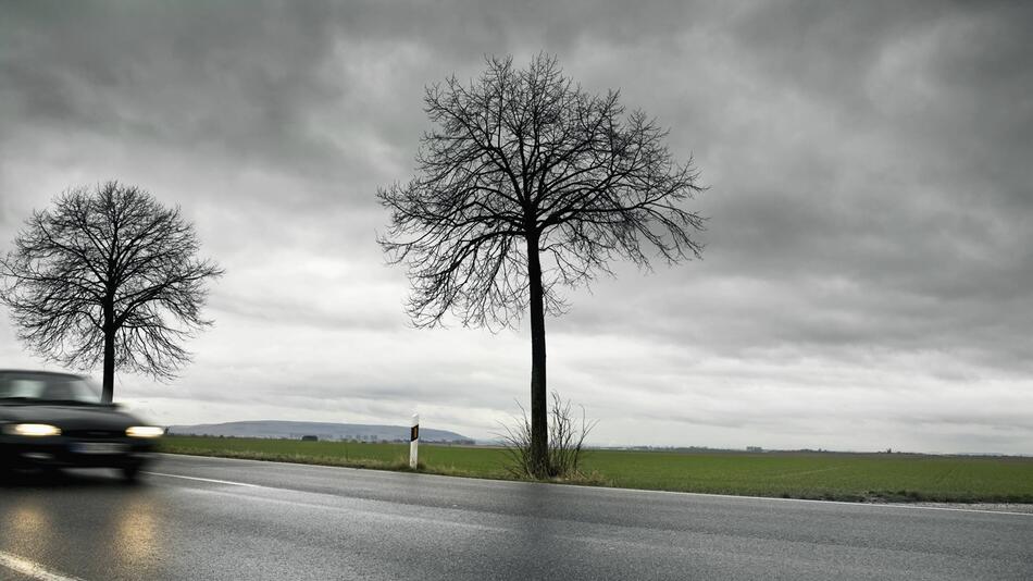 Bäume an einer Landstraße