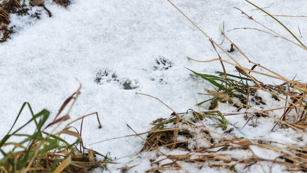 Iltisspuren im Schnee